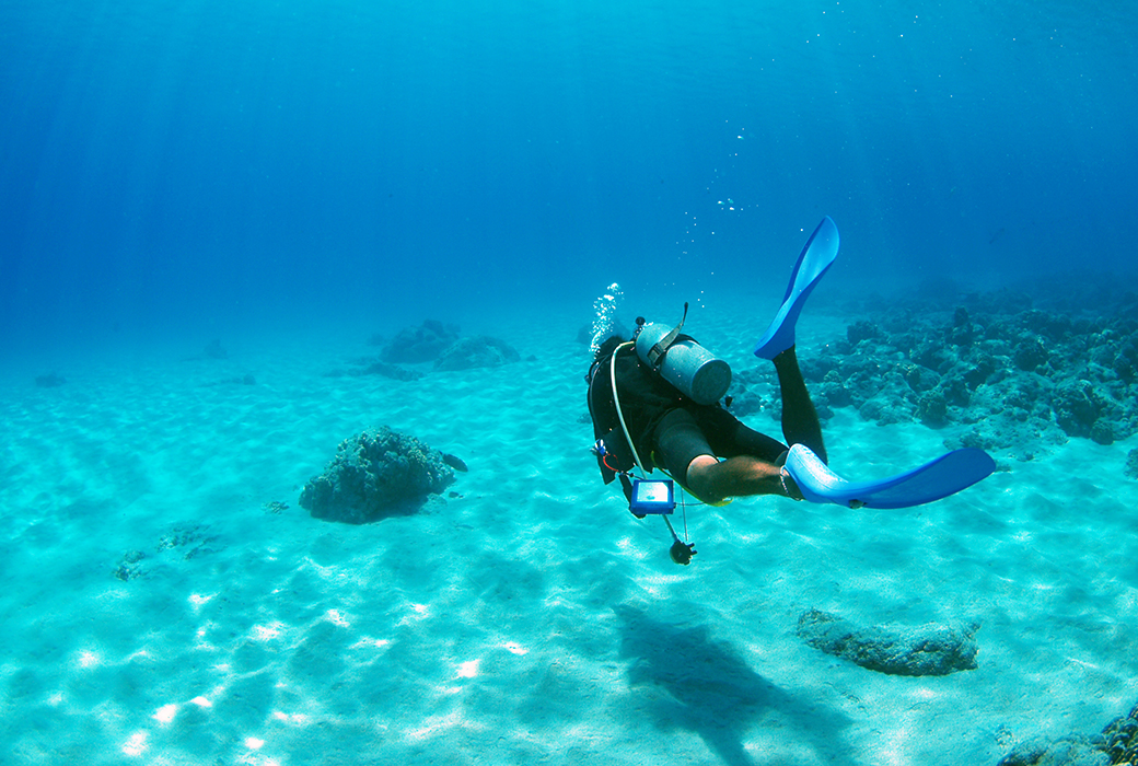 多種多様な生態系を誇る沖縄
